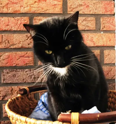 Weltkatzentag -