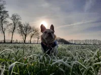 Gefährlicher Trend: Warum Hund und Katze nicht fasten sollten