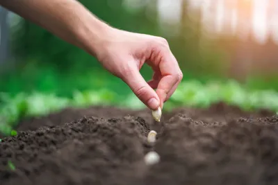 Henry Neuhauser Gemüseaussaat leicht gemacht: Henry Neuhausers Tipps für einen erfolgreichen Start in den Gartensommer