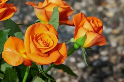 Henry Neuhauser Frostschutz für Rosen: Henry Neuhausers bewährte Methoden für Rostocker Gärten