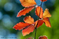 Herbstlaub: Wer muss kehren und wer zahlt?