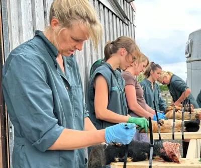 Highlight des AVA-Tierärzteupdates war der praktische Teil mit den Übungen an Kuhfüßen für die Veterinäre nach neuester tiermedizinischer Wissenschaft „Die Klauen tragen die Milch“: Für Tierärzte der Milchviehbetreuung eine herausfordernde Aufgabe
