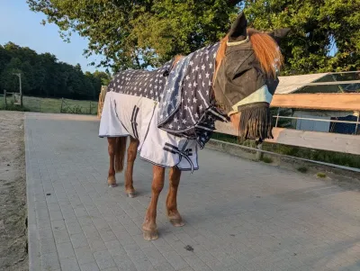 Insekten plagen Pferde auf dem BDT-Gnadenhof Insektenschwärme quälen Pferde und Ponys auf dem Gnadenhof