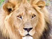 Camping-Safari oder Lodge-Safari in Afrika - Was passt besser zu dir?