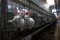 Tierquälerei mit System: Kaninchen aus größter Zucht Deutschlands im "Asamhof" missbraucht-Ermittlungen laufen