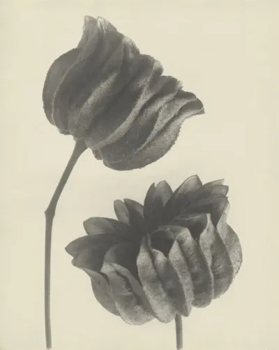 Karl Blossfeldt: Schönmalve (Abutilon), Samenkapseln, 6-fach, o.J. Karl Blossfeldt - Photographie im Licht der Kunst