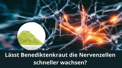 Lässt Benediktenkraut die Nervenzellen schneller wachsen? Lässt Benediktenkraut die Nervenzellen schneller wachsen?