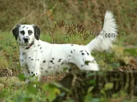 Lennox, geprüfter Zuchtrüde bei COF Spots Dalmatiner - gesundheitlich getestet, genetisch wertvoll. Langhaar-Dalmatiner: Der Hund mit Charakter, Geschichte und Zukunft