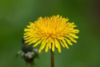 Frühjahrsheilpflanze Löwenzahn: Traditionelles Wissen trifft moderne Kräutermedizin