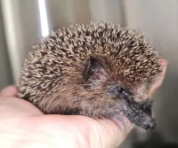 Mähroboter sind mörderische Gefahr für Tiere