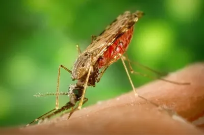 Malariamücke beim Blutsaugen Du willst auf Safari nach Afrika und hast Angst vor Malaria?