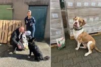 15 Tonnen Tierfutter für sechs Tierheime: Martin Markowsky versorgt mehr als 500 Hunde bundesweit