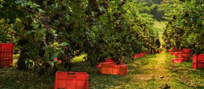 Erntezeit: Wann sind Holunderbeeren reif?