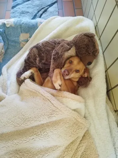 Ein Nickerchen hilft Tiere gewöhnen sich trotz Mini-Jetlag schnell an die Winterzeit