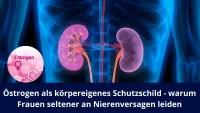 Östrogen als körpereigenes Schutzschild - warum Frauen seltener an Nierenversagen leiden