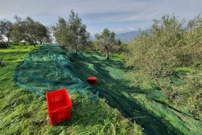 Olivenfarm in Ligurien (Die Bildrechte liegen bei dem Verfasser der Mitteilung.) Krise des Bio-Oliven-Anbaus: Landwirte gründen Hilfsfonds