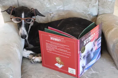 Online vs. Offline - Hundetraining neu gedacht