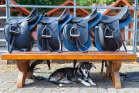 Boxenstopp deluxe - Urlaub mit eigenem Pferd im Hotel Freund