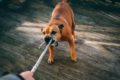 Warum pöbelt mein Hund? Die wahren Ursachen verstehen