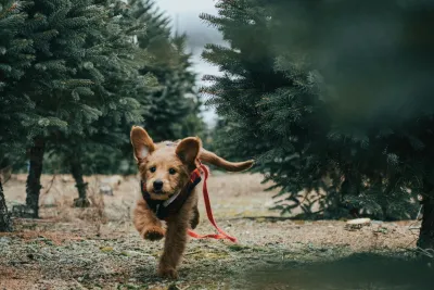 Problemhundetraining Leinenführigkeit trainieren: Warum Dein Hund an der Leine zieht und wie Du es änderst