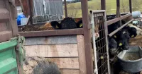 Rinderhaltung im Anhänger beendet: Erfolg nach ANINOVA-Anzeige in Fischach