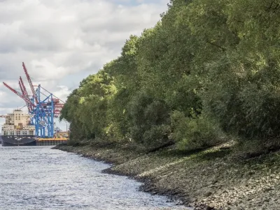 Der von der Rodung bedrohte Elbwald Interessenskonflikt im Hamburger Hafen eskaliert