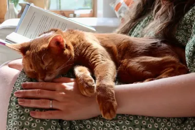 Ruhende Katze - Bestetierversicherungen BesteTierversicherungen