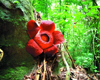 Sarawak Delta Geopark: Naturerbe und geologisches Wunder
