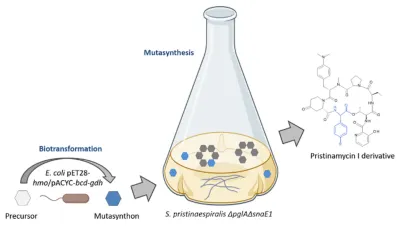 Deutsche Wissenschaftler in der Antibiotika-Forschung erfolgreich