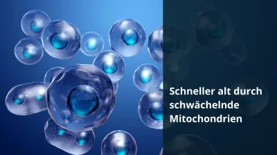 Schneller alt durch schwächelnde Mitochondrien / Redaktion bioresonanz-zukunft.de Schneller alt durch schwächelnde Mitochondrien