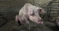 Nach ANINOVA-Aufdeckung: Sauenhaltung in Halver beendet - Betrieb auf Schweinemast umgestellt