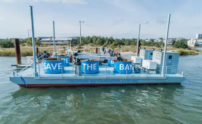 Delikatesse und unersetzlich fürs Ökosystem: 10 Milliarden neue Austern für die Chesapeake Bay