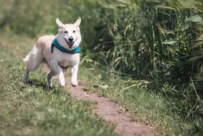 Das passende Problemhundetraining mit Sonee Dosoruth finden - der Weg zum entspannten Miteinander