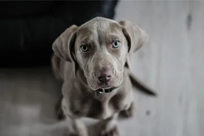 In 5 Schritten mit Sonee Dosoruth vom Leinenpöbler zum entspannten "Tut-nix-Hund"