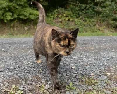 Streunerkatze Streunerkatzen: Appell an Kommunen für Kastrationspflicht