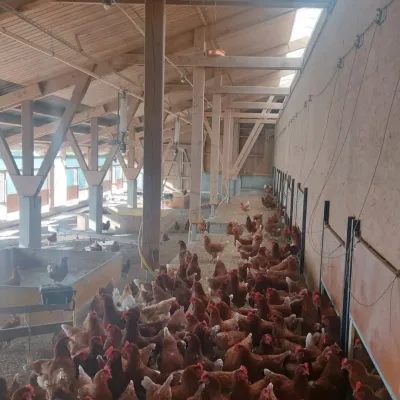 SYKK Gerät unter der Decke Innovatives Frequenzsystem im Kampf gegen Vogelgrippe