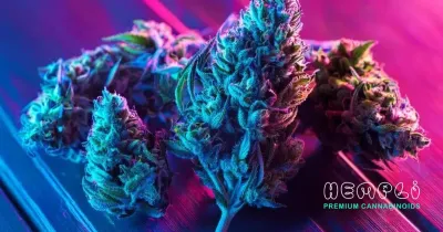THC Abbau Rechner Alternative auf dem deutschen Cannabismarkt