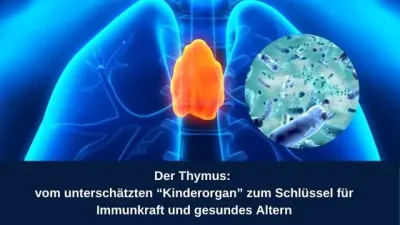 Der Thymus: vom unterschätzten "Kinderorgan“ zum Schlüssel für Immunkraft und gesundes Altern Der Thymus: vom unterschätzten "Kinderorgan“ zum Schlüssel für Immunkraft und gesundes Altern