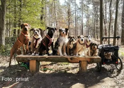 In den Tierheimen kommt kein Geld an Hundesteuereinnahmen sprudeln und Tierheime sterben
