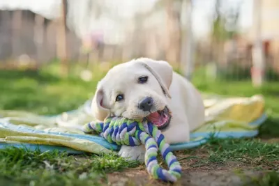 Tierpensionen betreuen Hunde, wenn ihre Besitzer beispielsweise verreisen. Was gilt für die Haftung in der Tierpension? - Verbraucherinformation der ERGO Group
