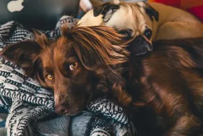 Tiervermittlung Plattform tierheimat.de Ihr neues Familienmitglied wartet - jetzt ist der Moment