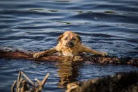Hund, Katze & Co vor Hitze schützen