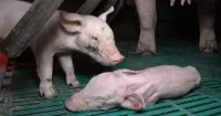 Verletztes Ferkel in der Schweinezucht Halver - Foto dokumentiert massive Verstöße gegen das Tierschutzgesetz in dem Betrieb. Nach Tierquälerei-Aufdeckung: Staatsanwaltschaft Dortmund bestätigt Anzeige gegen Schweinezucht Halver