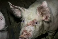 Kreis Steinfurt: Fast jede 2. Schweine-Kontrolle mit Missständen - ANINOVA fordert Konsequenzen
