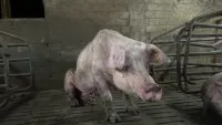 Verwahrloste Schweinezucht in Halver: Verletzte Schweine, enge Kastenstände und katastrophale Zustände im Stall. Verwahrloste Schweinezucht: ANINOVA deckt katastrophale Zustände im Märkischen Kreis auf