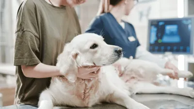 Die Wahrheit über Tierkrankenversicherungen: Warum die bekanntesten Versicherer bei Trustpilot durchfallen – und wer 2026 wirklich vorn liegt