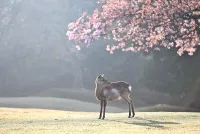 Was die Mandelblüte für Mallorca ist die Kirschblüte im Südschwarzwald und dem Breisgau