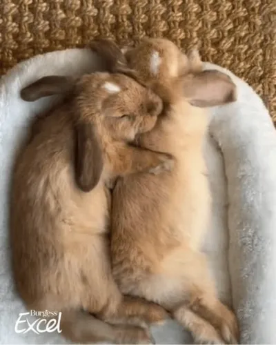 Zum Weltkastrationstag: Warum Ernährung und Nachsorge von Tieren auch nach diesem Routineeingriff entscheidend sind