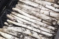 Wetter macht Tempo: Spargel startet ungewöhnlich früh in die Saison