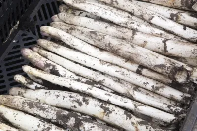 Wetter macht Tempo: Spargel startet ungewöhnlich früh in die Saison